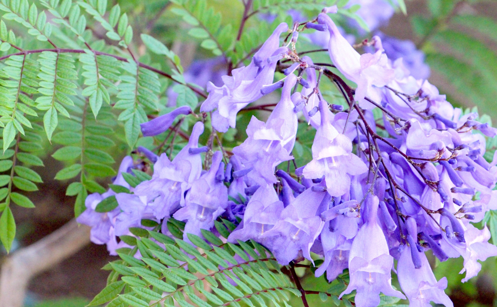 熱海 ジャカランダ開花 伊豆観光情報