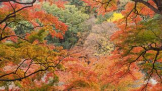 【熱海】もみじフォトコンテスト12/31迄 | 伊豆観光情報