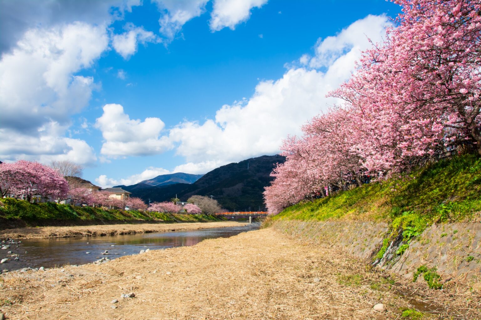 【河津】河津桜開花状況！ライブカメラ・駐車場情報など | 伊豆観光情報