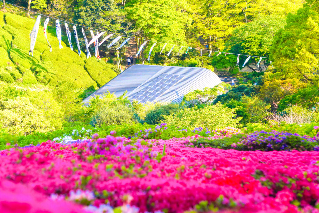 姬之泽公园花卉节