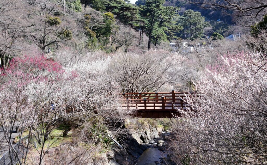 第82回熱海梅園梅まつり