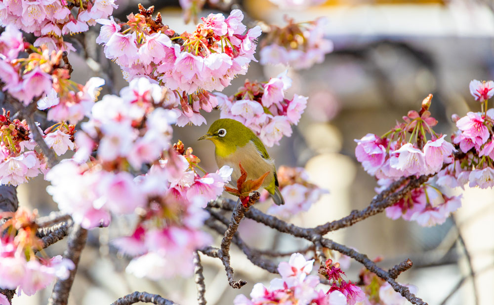 第16回あたみ桜糸川桜まつり